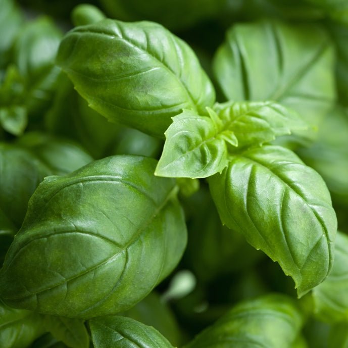 Basilic tropical (ocimum basilicum ct. me